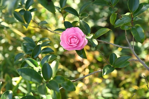 おとめさざんか