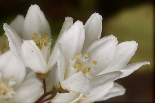 ヒメウツギの見分け方,ひめうつぎ