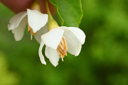 エゴノキ,えごのき,樹木,開花時期