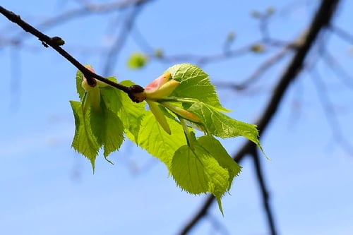 シナノキ,新芽,しなのき