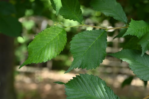 春楡の木,はるにれ,葉っぱ,ハルニレ