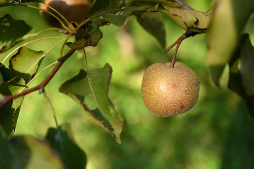 梨の木,ナシ,果樹,なしのき
