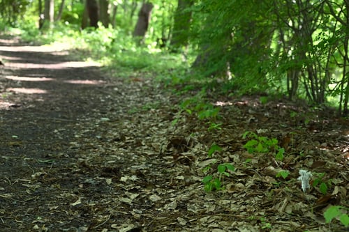 ぎんりゅうそう,植物
