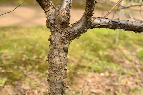 ユスラウメの木,特徴,ゆすらうめ