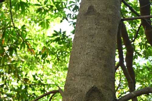 ホルトノキとヤマモモ,見分け,ほるとのき