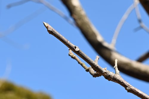 スモモの木,すもも,果樹