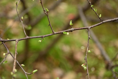 ゆすらうめの木,ユスラウメ,庭木