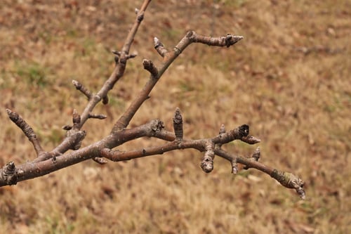 梨の木の新芽,ナシ,植物,なし