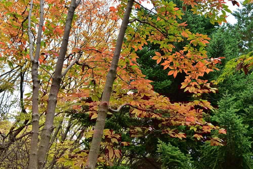 メグスリノキ,紅葉,画像,めぐすりのき,植物