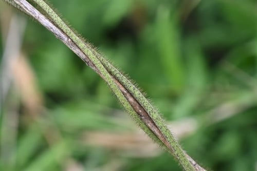 葛,植物,クズ,くず