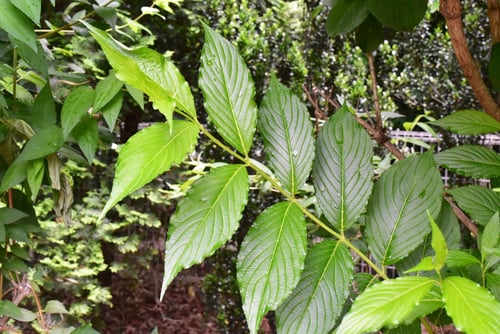 源平ウツギ,はこねうつぎ,葉っぱ,ハコネウツギ