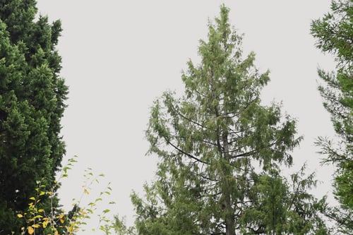 ネズ,樹木,ねずみさし,トショウ