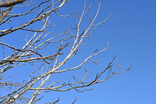 ほおのき,ホオノキ,朴の木,樹木