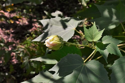 酔芙蓉,すいふよう,咲き始め,スイフヨウ