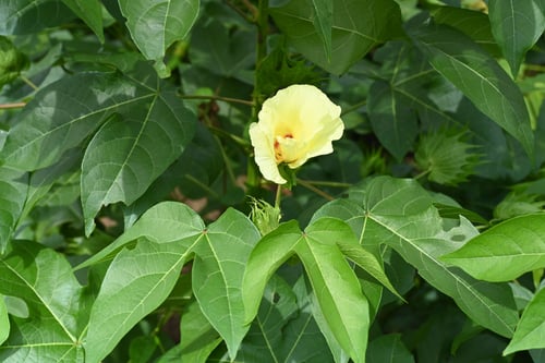 かいとうめん,ワタの花