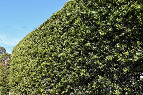 大きな垣根に使える木