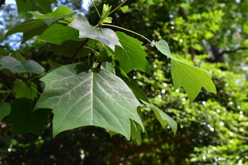 ハンテンボク,葉っぱ,画像,ゆりのき,百合の木