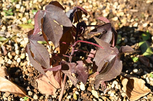 綿の花,植物,わた