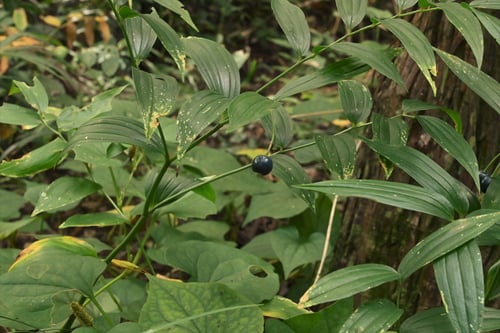 Japanese fairy bells,fruits