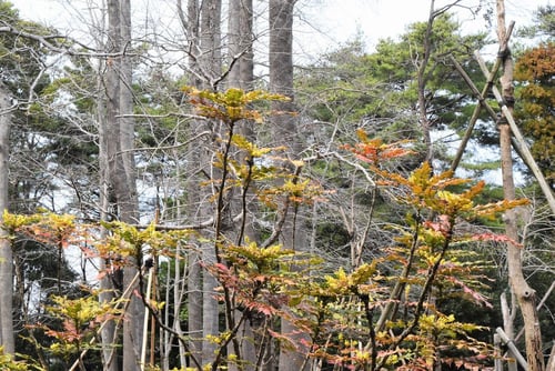 しなひいらぎなんてん,画像