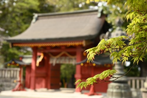 伊呂波楓(イロハカエデ)