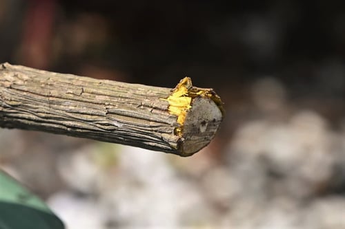 幹,ナンテン,なんてん,南天の木