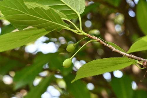 ようこうざくら,陽光桜