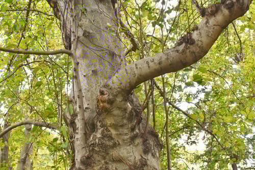 花,コブシ,こぶし,巨木