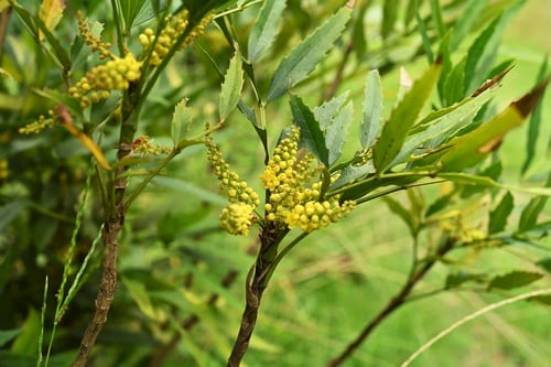 ほそばひらぎなんてん 庭木