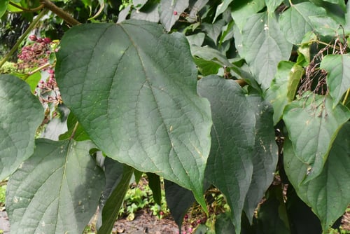 クサギの葉っぱ,臭桐とはクマツヅラ科の落葉樹