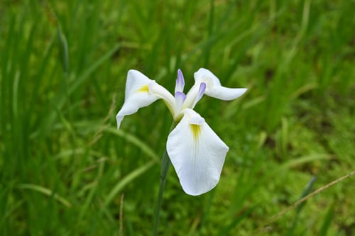 白花の花菖蒲