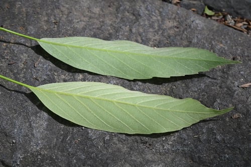 シラカシ,しらかしとあらかし,違い