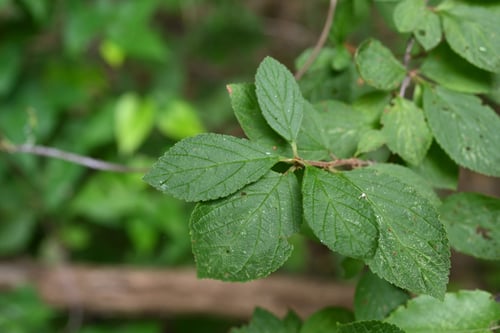 ゆすらうめ,植物,ユスラウメ