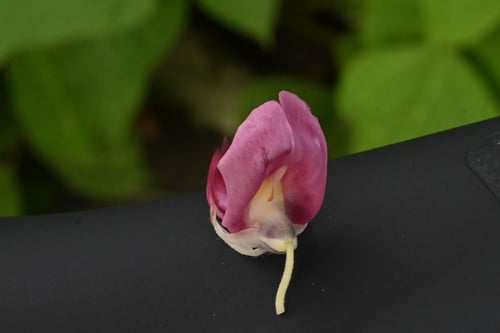 葛,クズ,開花期,くず