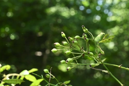 野薔薇,実,ノイバラ,のいばら