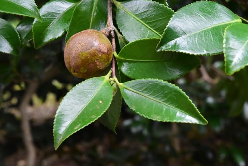 寒椿の実,画像,カンツバキ