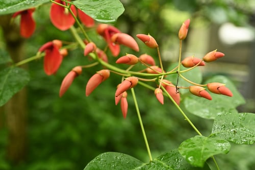 あめりかでいご,アメリカデイゴ,カイコウズ