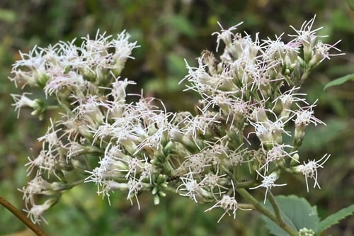 ひよどりばな,ヒヨドリバナ,画像,特徴