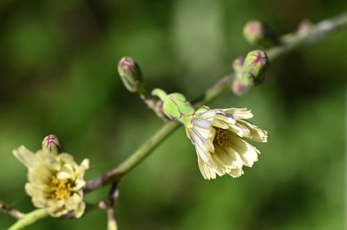 あきののげし,アキノノゲシ,植物