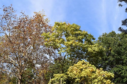 アオニョロリ,あおぎり,黄葉,青桐,アオギリ