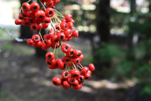 ぴらかんさ,ピラカンサスの赤い実　画像