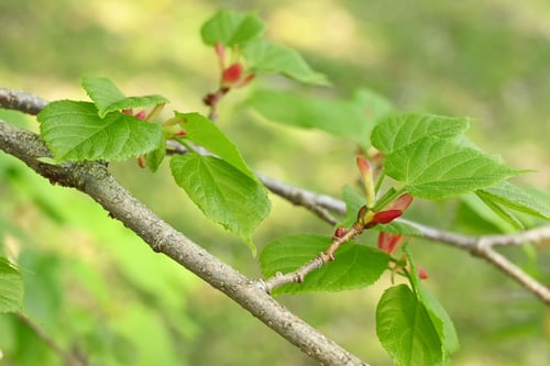 シナノキ,らいむつりー,日本