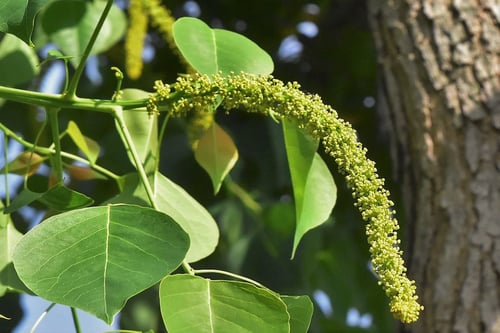 ナンキンハゼ,雄花,雌花,なんきんはぜ