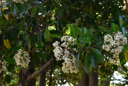 珊瑚樹,はな,さんごじゅ