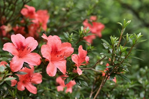 五月躑躅の開花時期,さつきつつじ