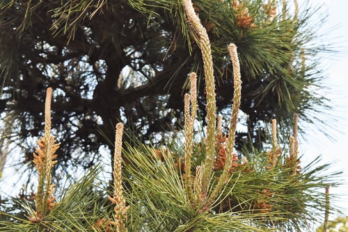 クロマツの新芽,くろまつ,黒松