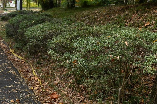 マメイヌツゲ,木,まめいぬつげ