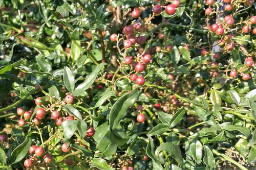 南天の木,ナンテンの品種,種類,なんてん