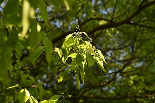 クスノキの花,楠木,くすのき