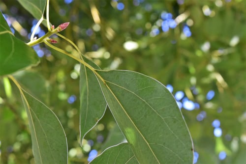 クスノキ,楠木,くすのき,特徴